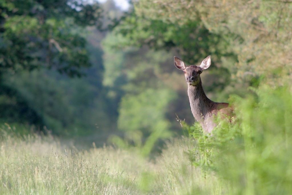 biche.jpg
