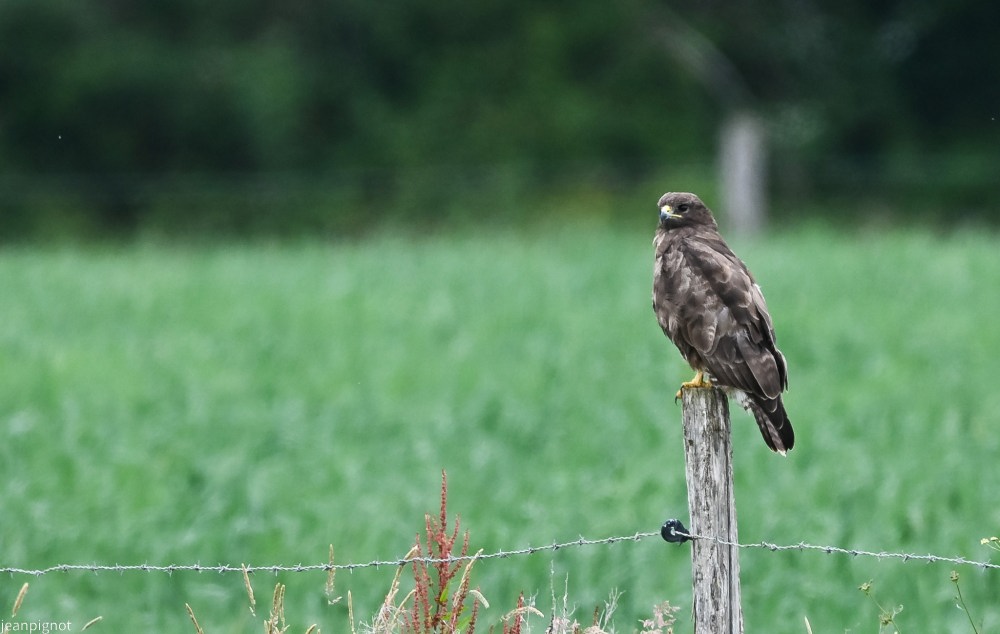 N2 buse variable (2).JPG