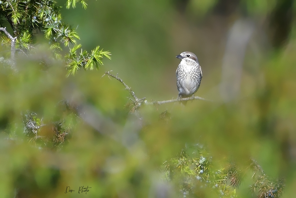 DSC_6208IN.jpg
