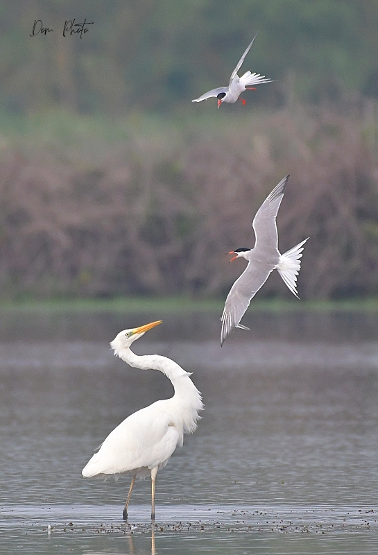 DSC_6585IN.jpg