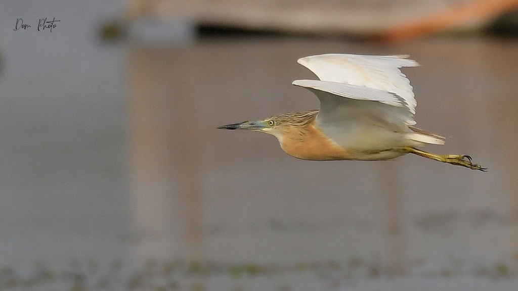 DSC_6630IN.jpg