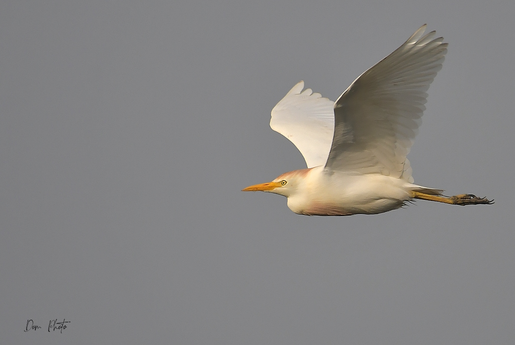 DSC_6553IN.jpg