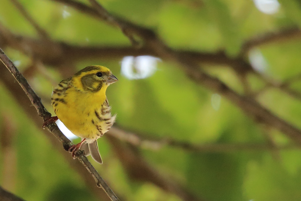 2084 Serin cini.JPG
