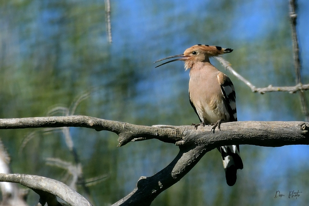DSC_6304IN.jpg