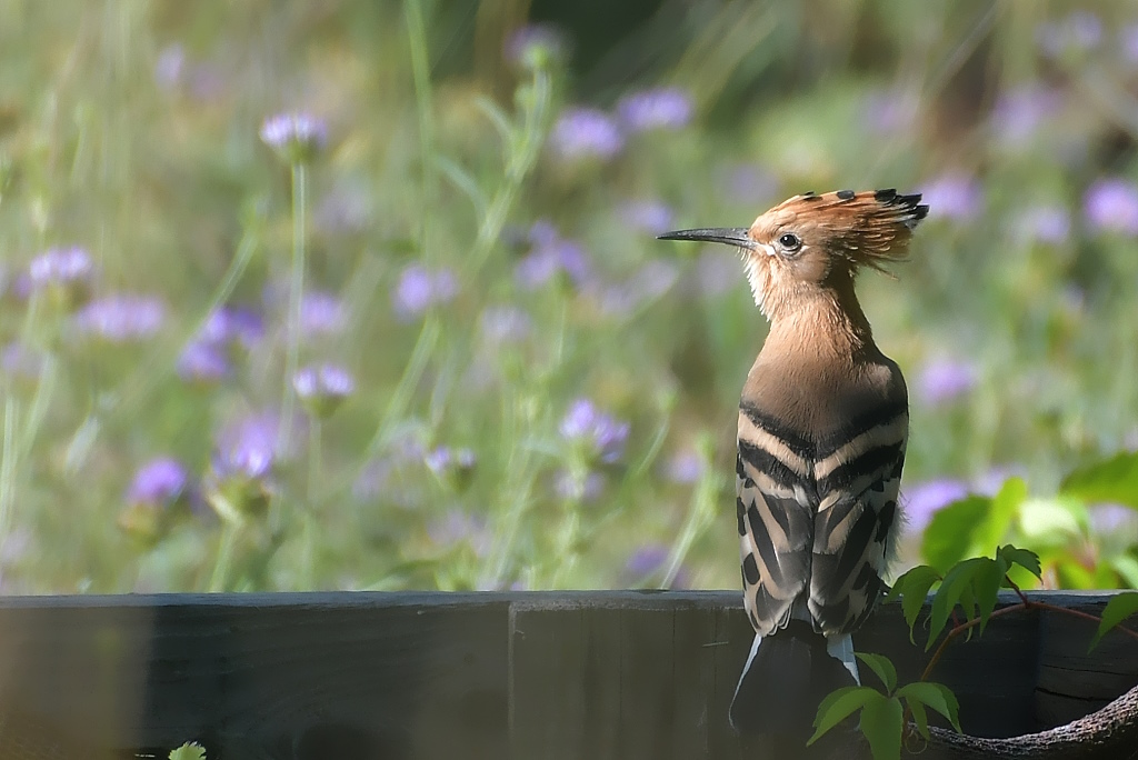 DSC_7005IN.jpg