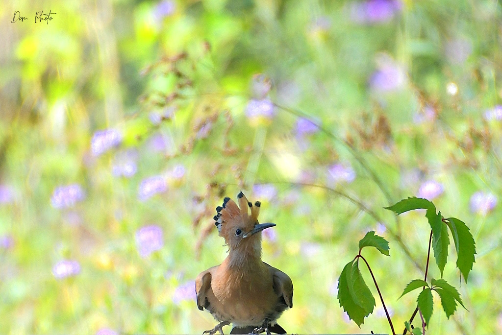 DSC_7046IN.jpg