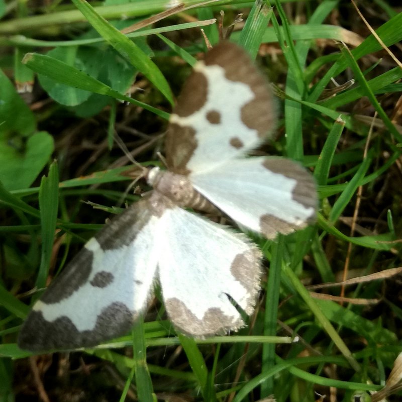 papillon.JPG