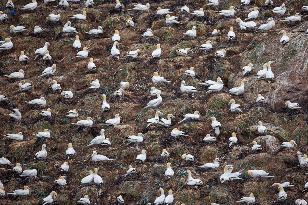 Fou de bassan (Morus bassanus)-12.jpg