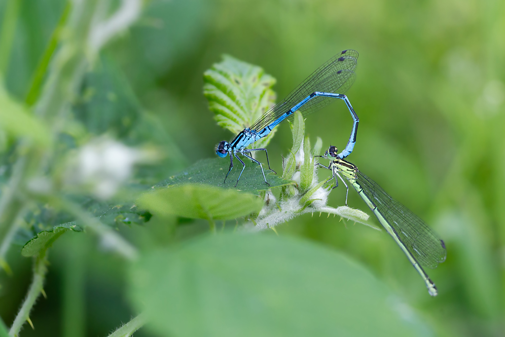 Coenagrion puella -  agrion jouvencelle tadem.jpg
