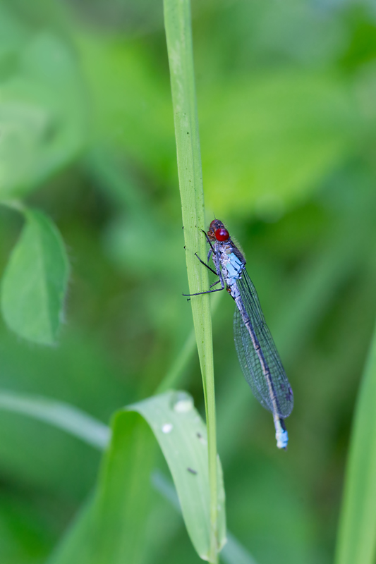 Erythromma viridulum - Naïade au corps vert mâle.jpg