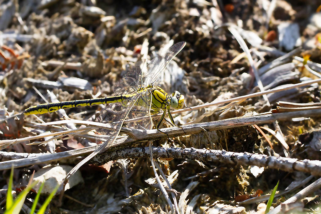 Gomphus pulchellus femelle  1.jpg