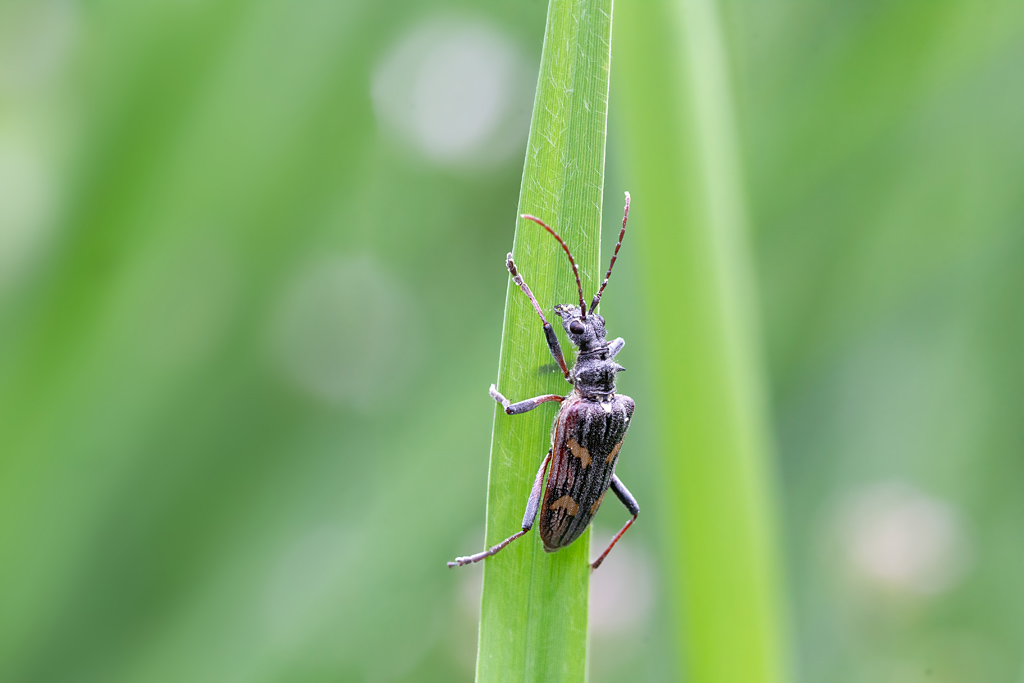 Rhagium mordax 1-5.jpg