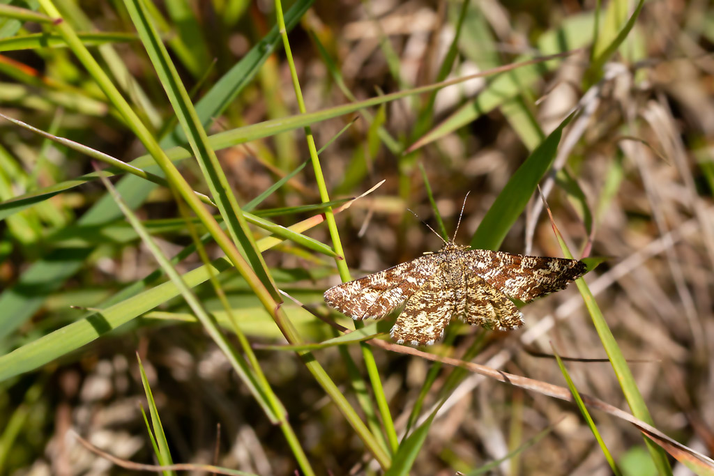 Phalène picotée femellle - Ematurga atomaria.jpg
