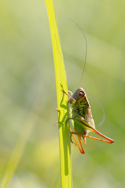 Metrioptera roeseli.jpg
