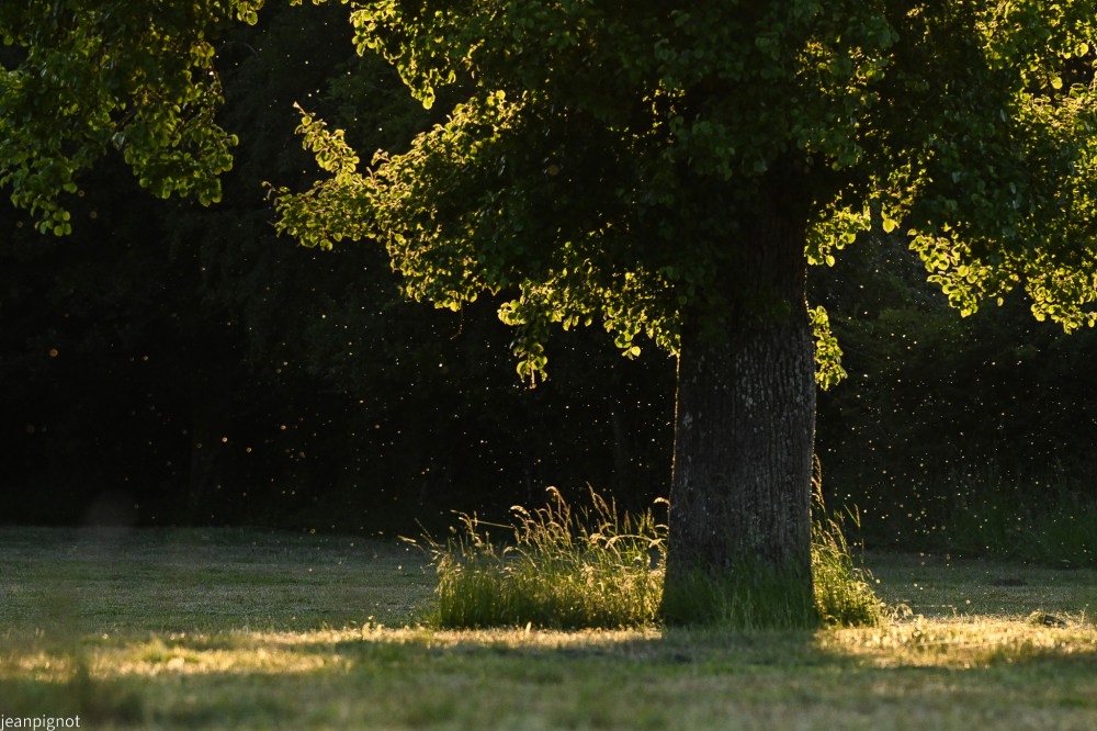 N11 moustiques.JPG