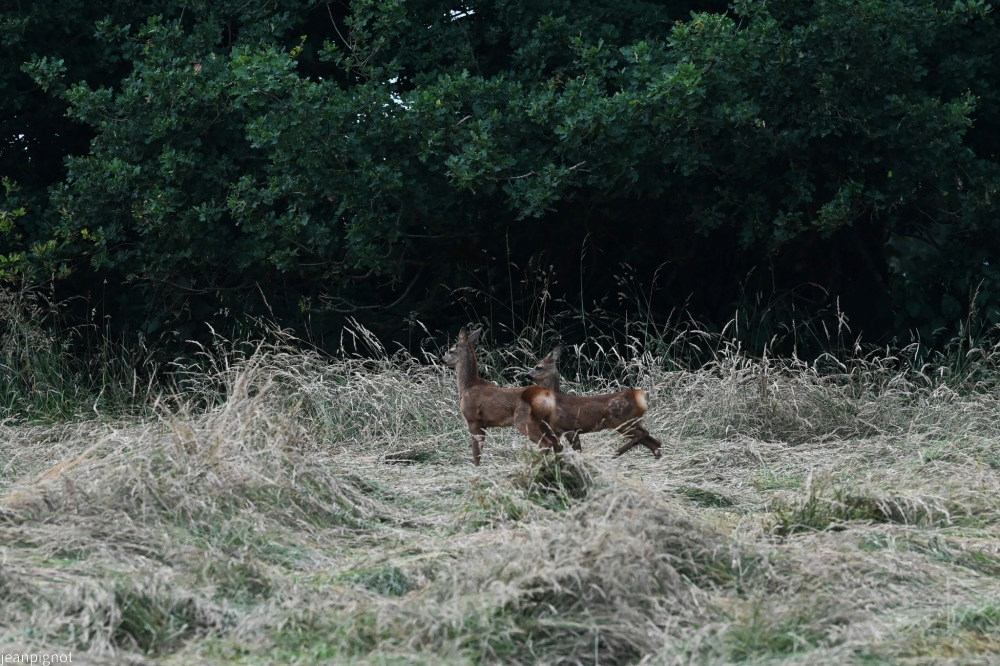 N8 faons de chevreuils_001N8 faons de chevreuils_01.JPG