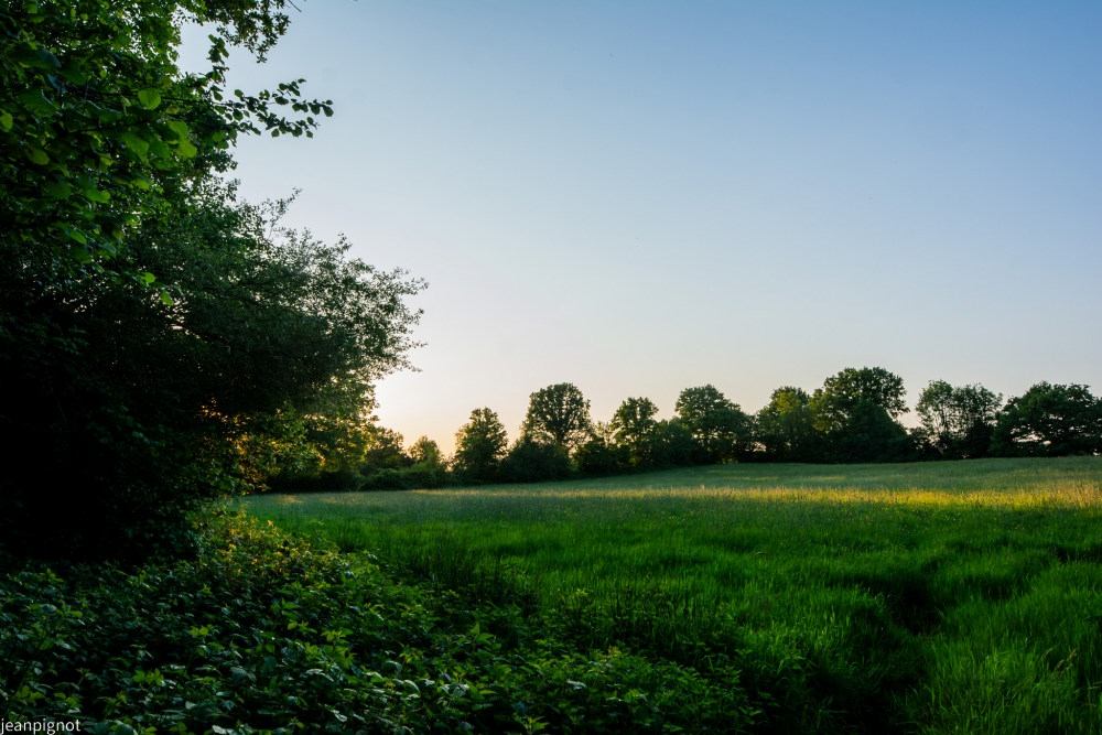 N3 une prairie_001N3 une prairie.JPG