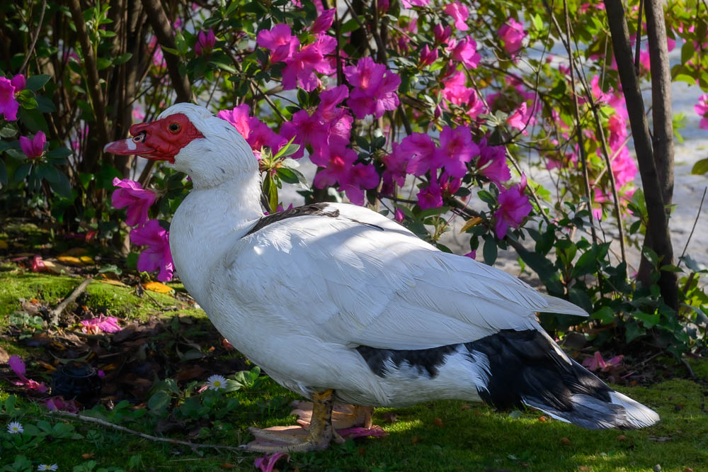 canard.jpg