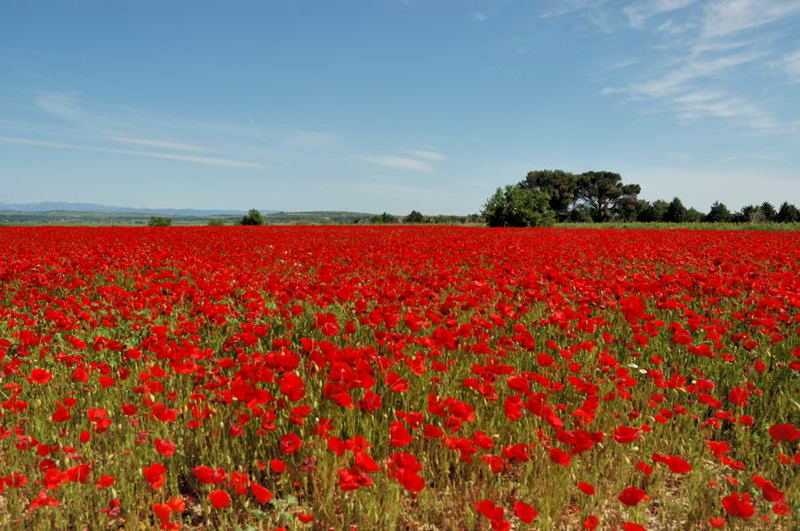 coquelicots 006 Nissan-les-Enserune.jpg
