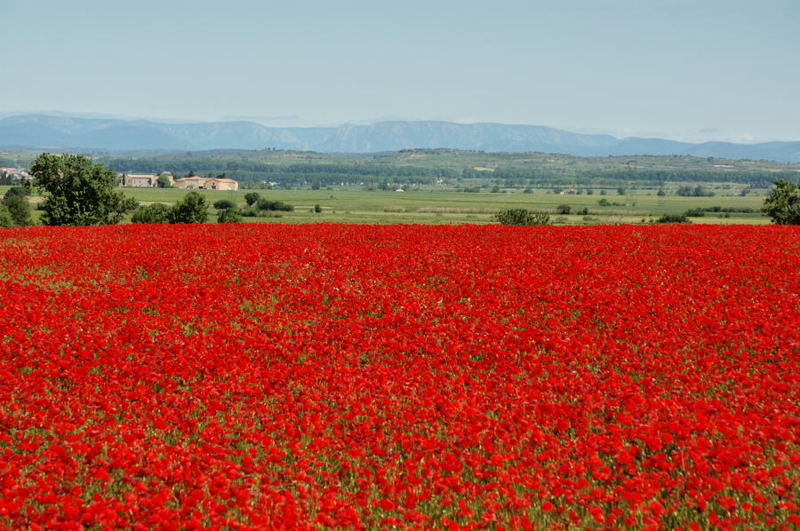 coquelicots 008 Nissan-les-Enserune.jpg