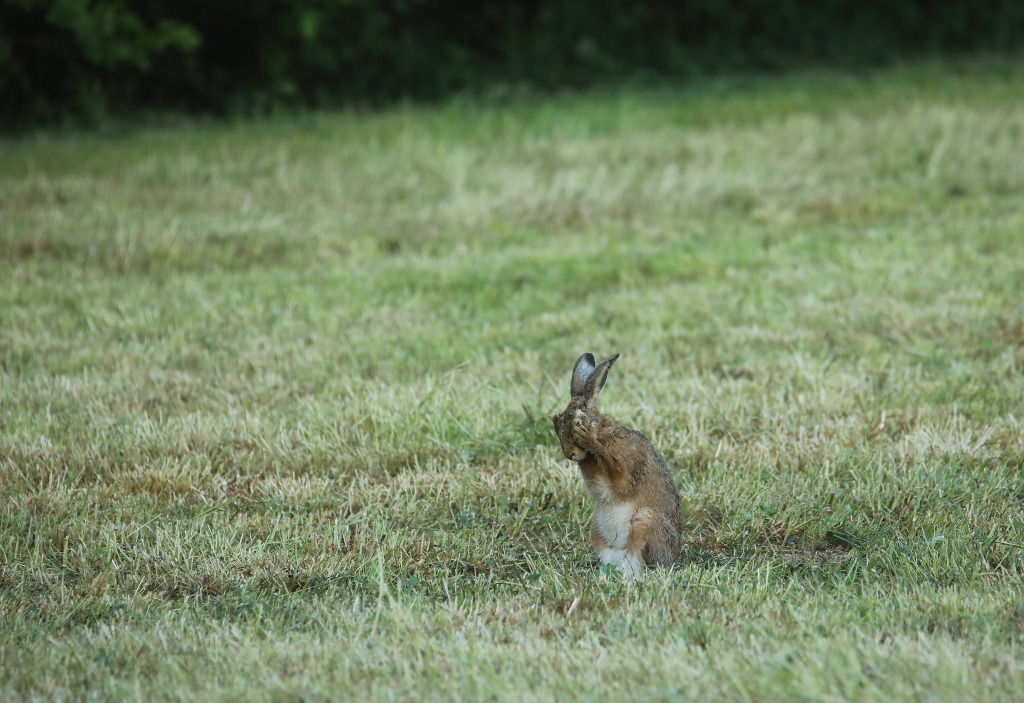 AI9A4751dup.JPG