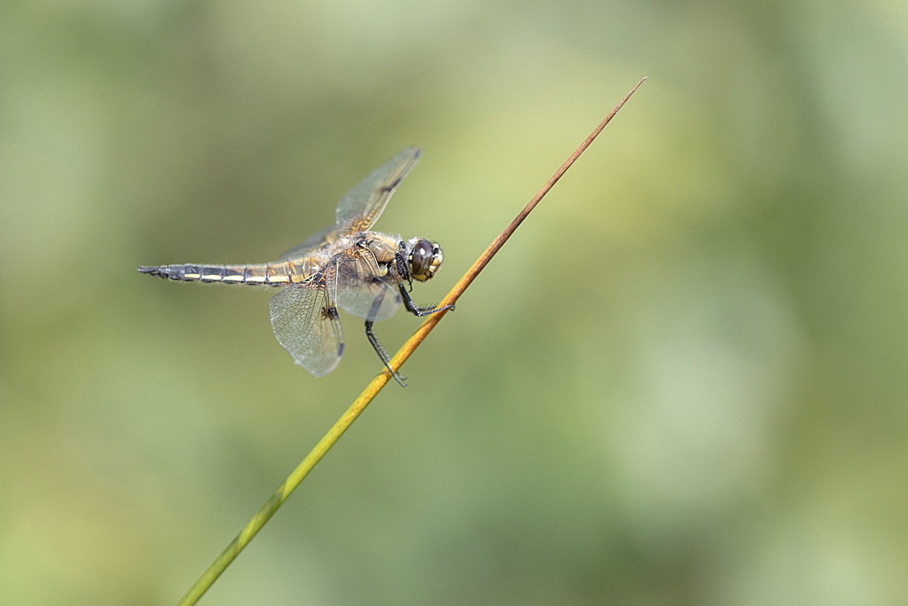 libellule à quatre taches- (Libellula quadrimaculata.jpg