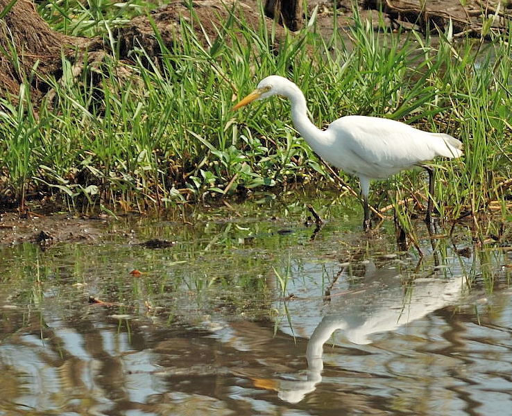 Egretta intermedia 011 Australie (2).jpg
