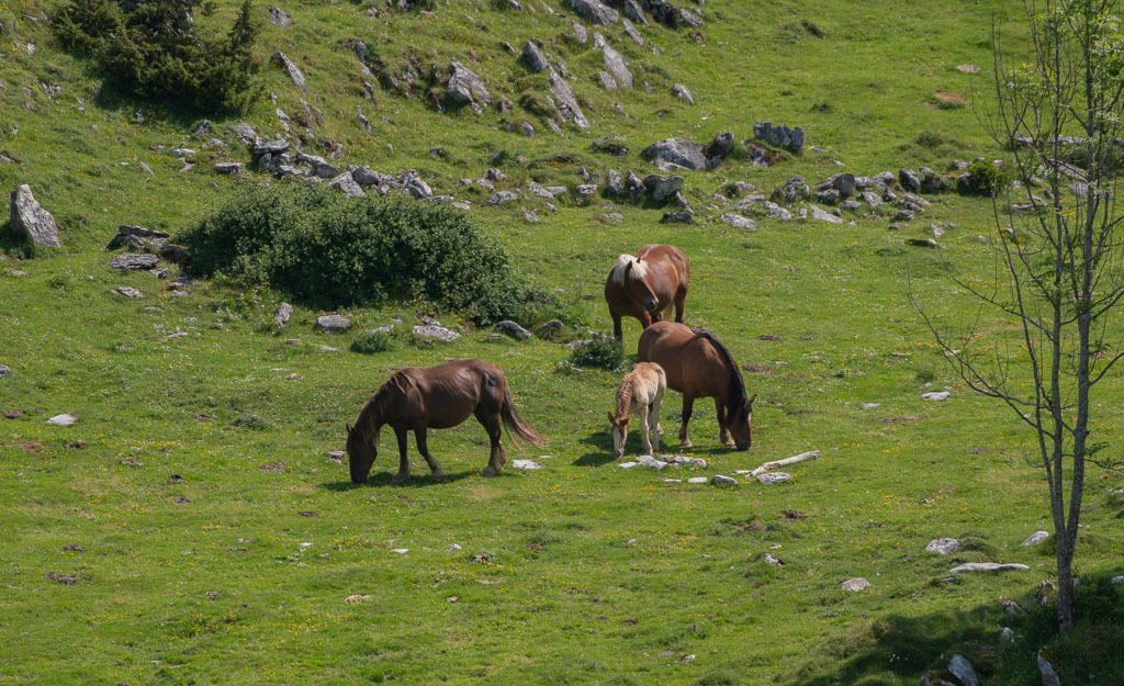 -14- Chevaux.jpg