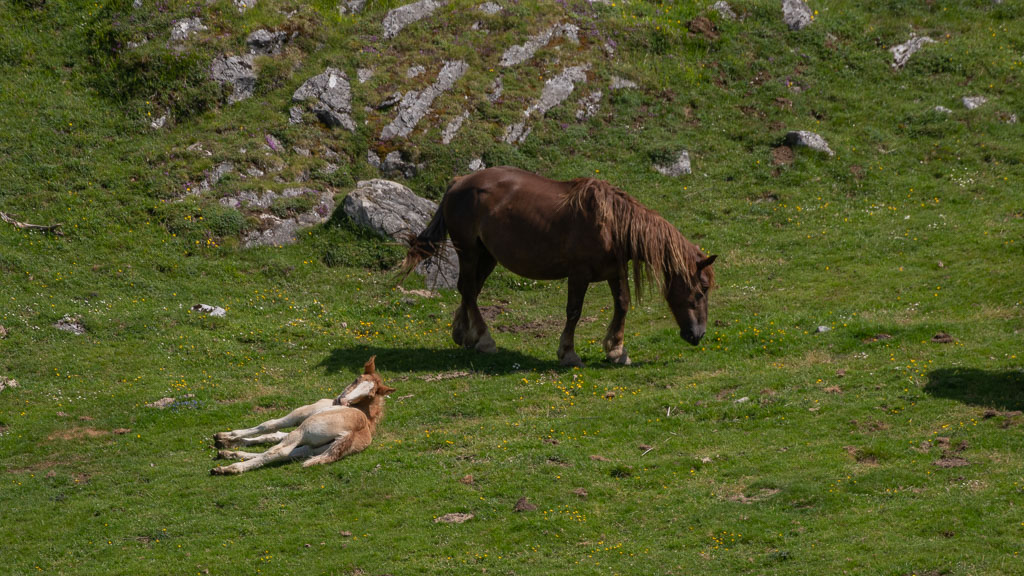 -16- Chevaux.jpg