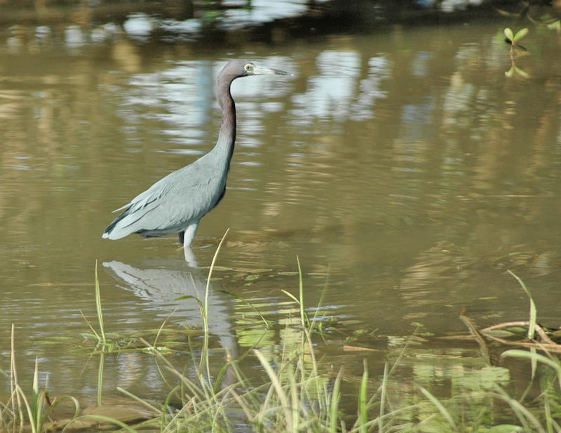 Egretta caerulea 2 Costa Rica.jpg
