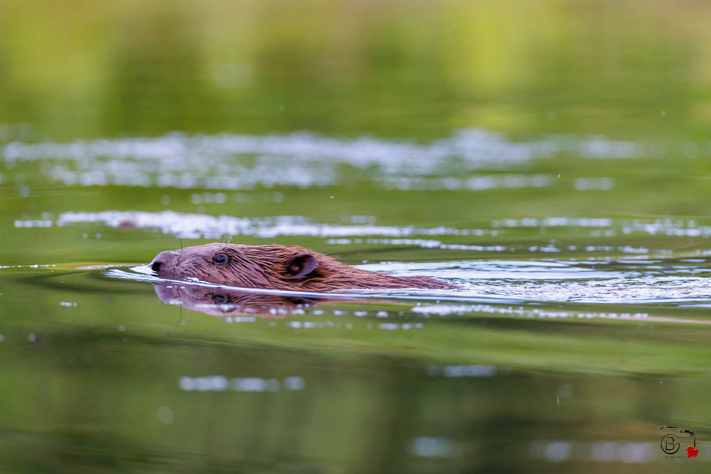 Castor d'Europe (Castor fiber) Eurasian beaver-23.jpg
