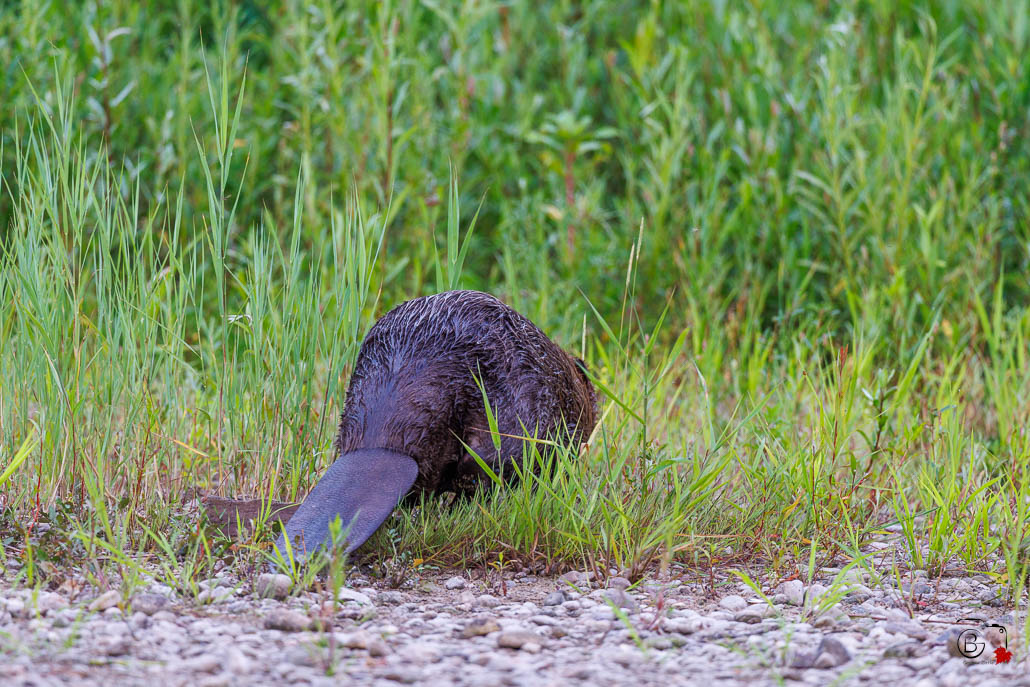 Castor d'Europe (Castor fiber) Eurasian beaver-26.jpg