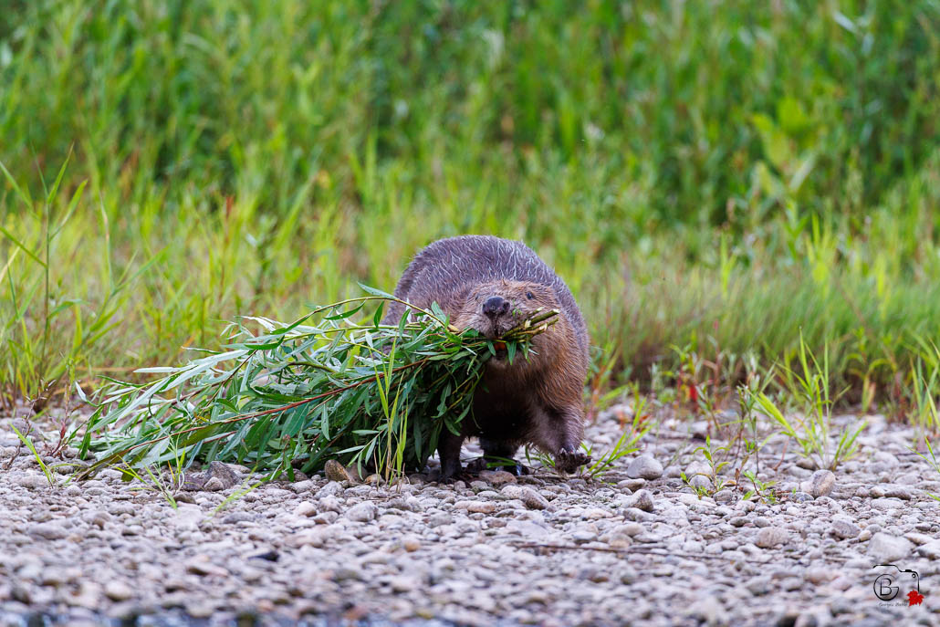 Castor d'Europe (Castor fiber) Eurasian beaver-35.jpg