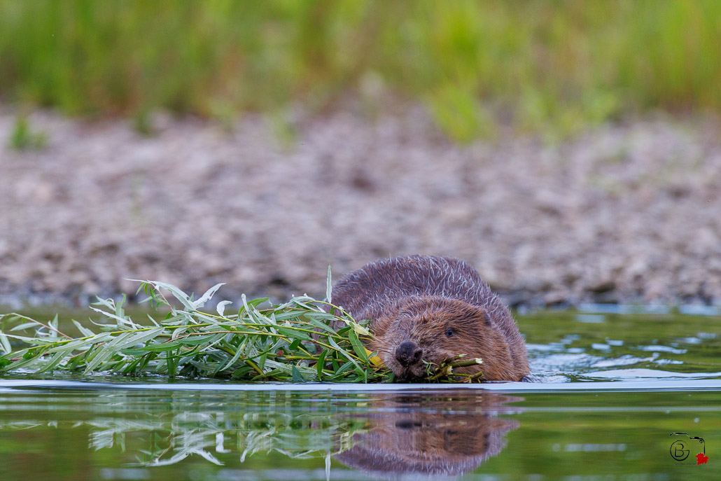 Castor d'Europe (Castor fiber) Eurasian beaver-47.jpg
