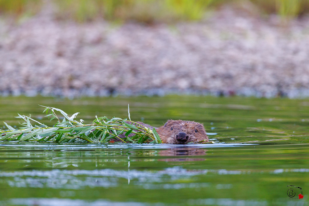 Castor d'Europe (Castor fiber) Eurasian beaver-49.jpg