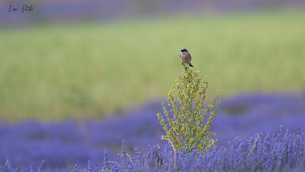 DSC_7390IN.jpg