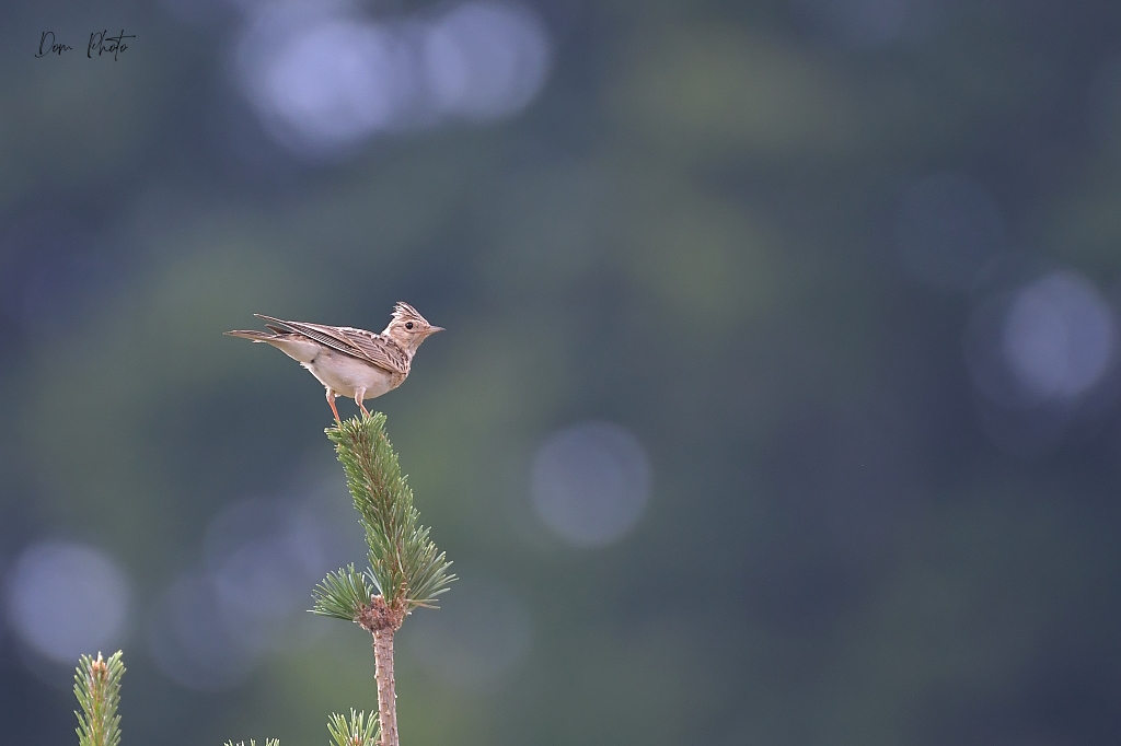 DSC_7434IN.jpg