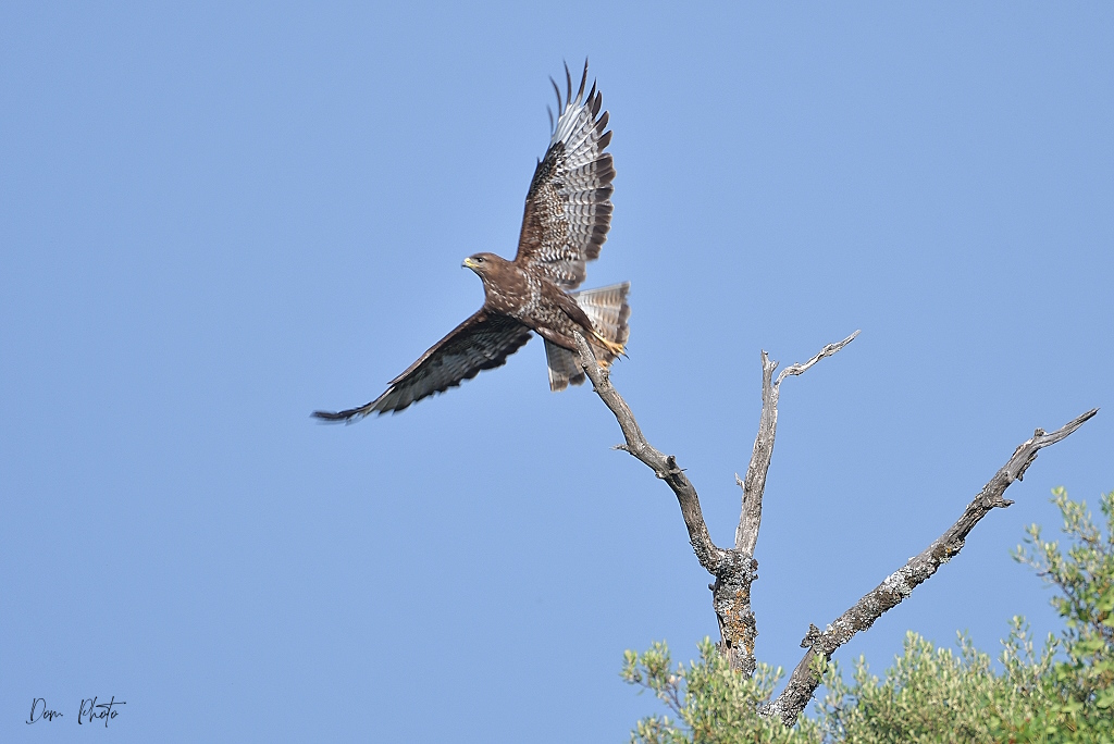 DSC_7446IN.jpg