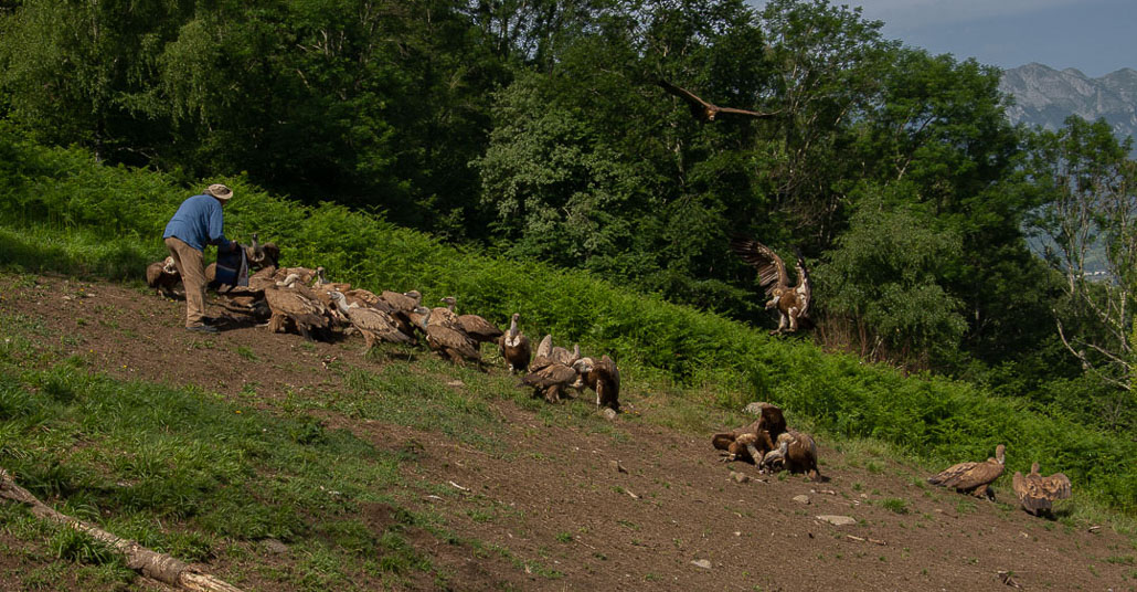 Vautour avec Domiqiue MEININGER (3 sur 11).jpg