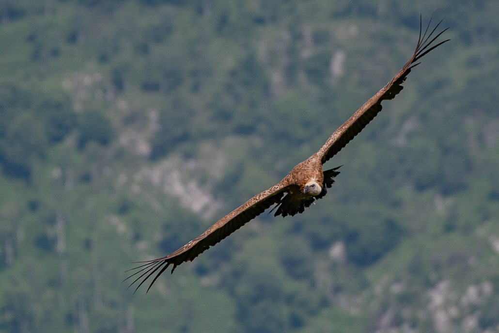 Vautour avec Domiqiue MEININGER (8 sur 11).jpg