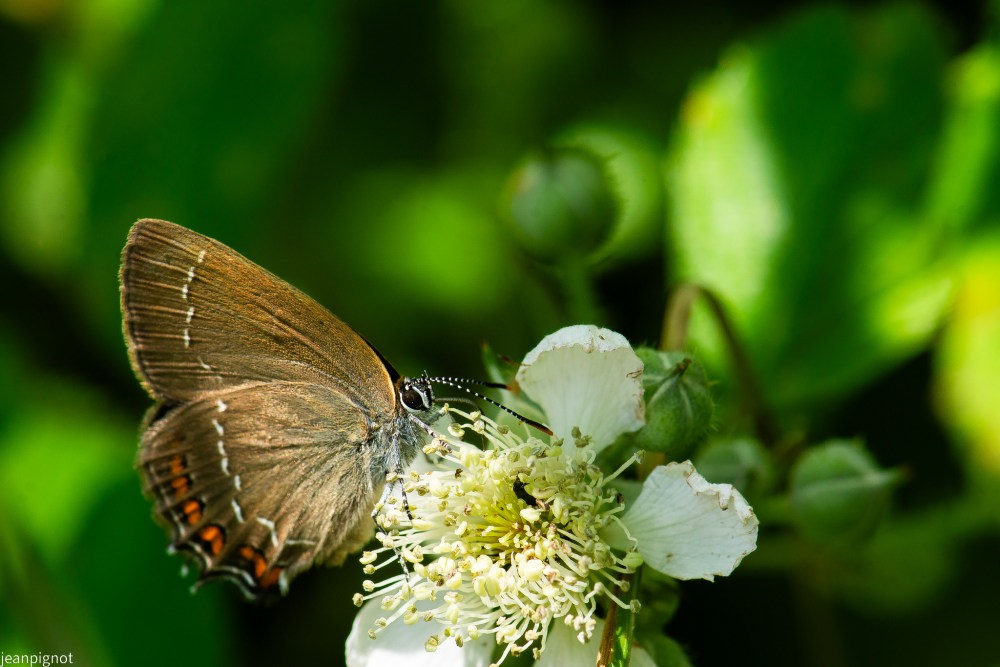 N10 thecle de l yeuse.JPG