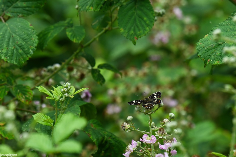 N9 ambience petite carte geographique 2 em genération.JPG