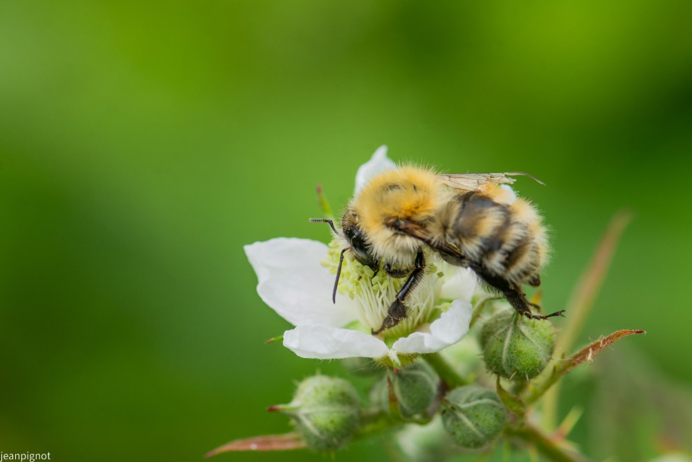 N8 bourdon des champs_001N8 bourdon des champs.JPG