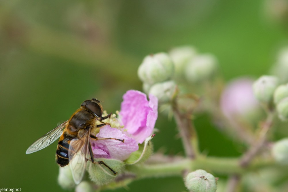 N5 éristale tenace_001N5 éristale tenace.JPG