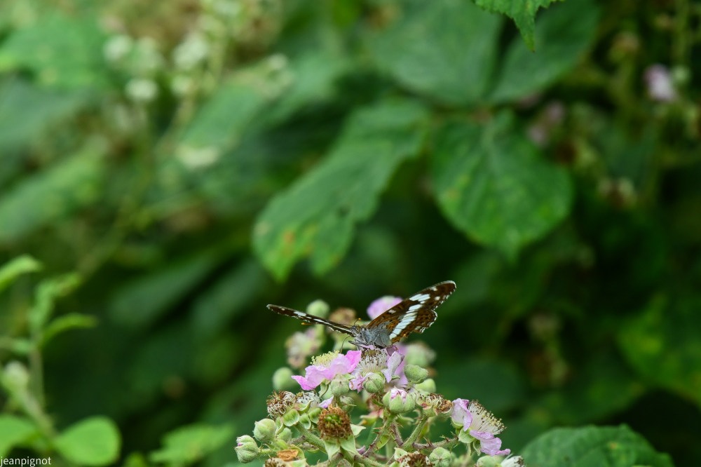 N4 petit sylvain.JPG