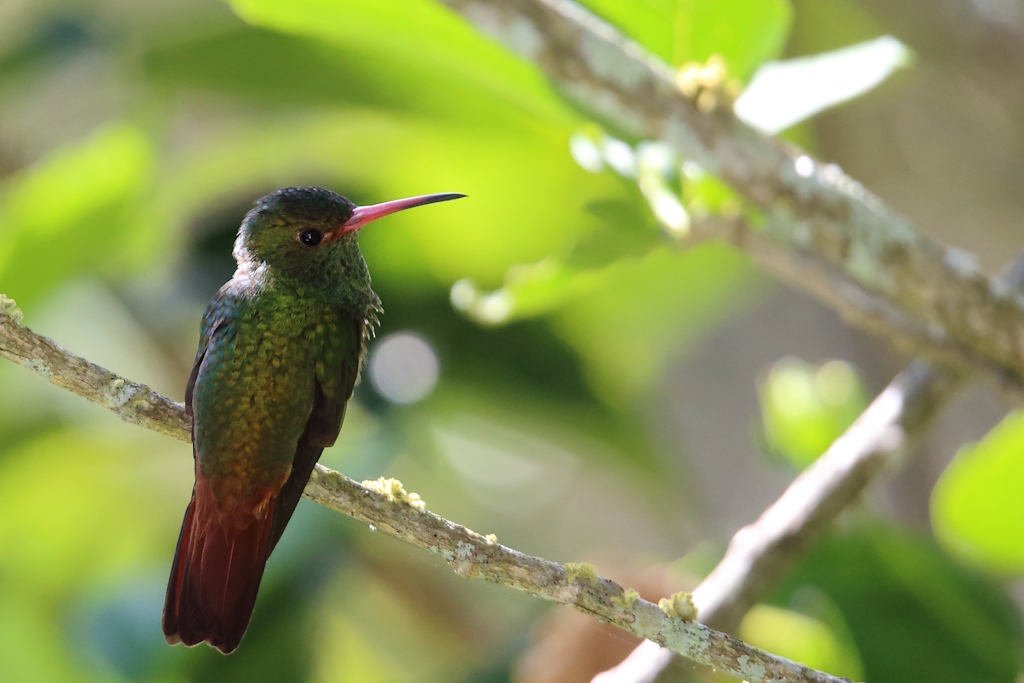 01 Ariane à ventre gris.JPG