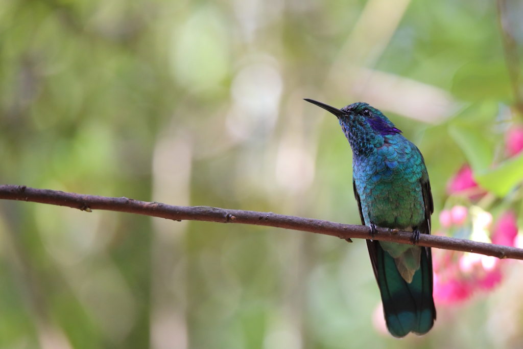 02 Colibri cyanote.JPG