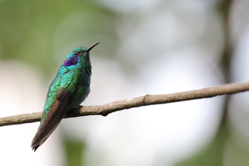 04 Colibri cyanote.JPG