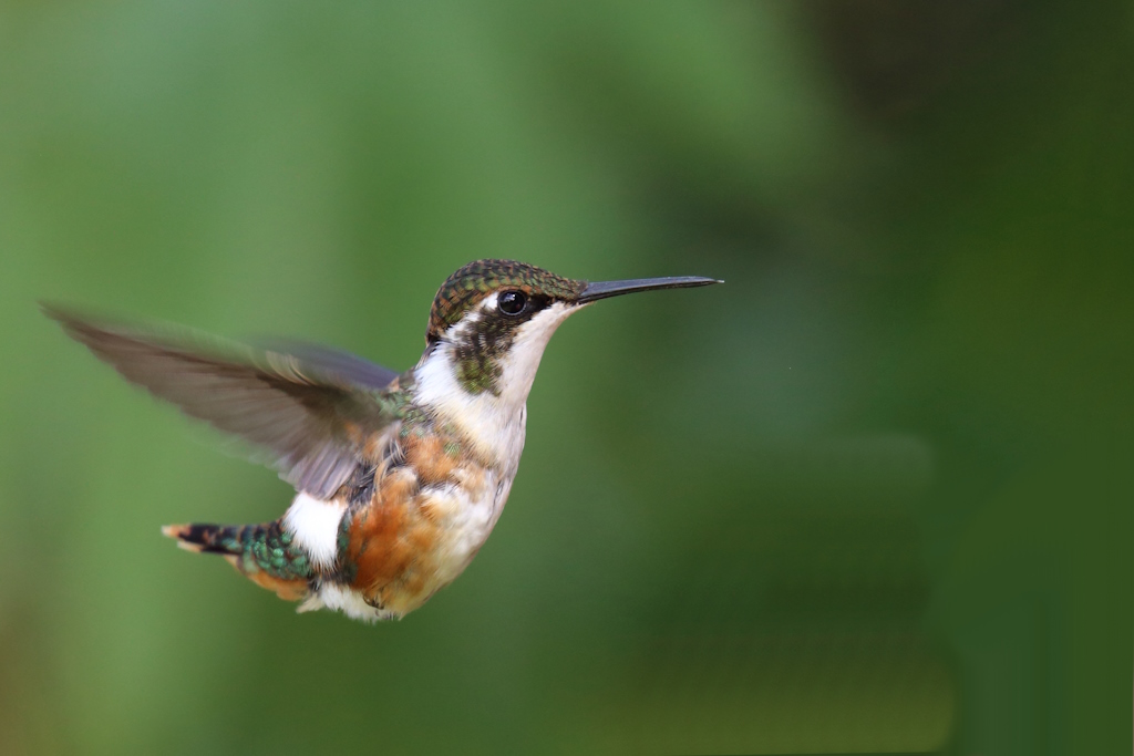 06 Colibri de Mulsant.JPG