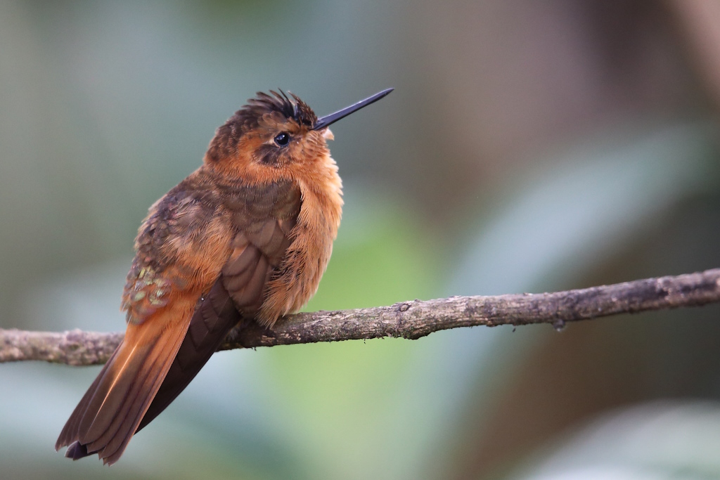 07 Colibri étincellant.JPG